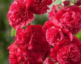 Red Double Hollyhock Live Plant Perennial Flowers in Summer