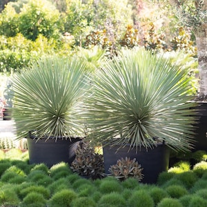 Sapphire Skies Yucca