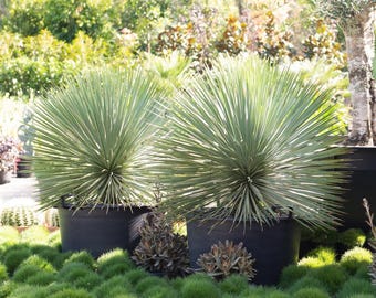 Sapphire Skies Yucca