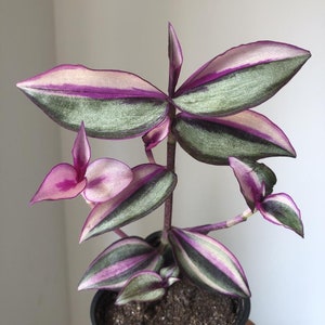 Tradescantia Zebrina Quadricolor House Plants Live Plant potted 2.5 x 4 inch pots Silver Inch Plant Wandering Jew Rare image 1