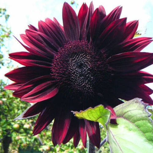 Giant Mammoth Sunflower Seeds Flowers Organic Flower Seed USA Etsy