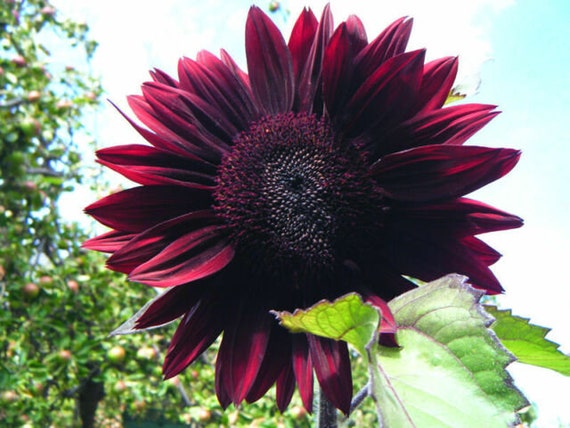 Sunflower Seeds Chocolate Cherry Flowers Organic Flower Seed USA