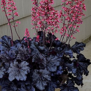 Heuchera en taffetas noir à fleurs roses Plante vivante vivace Fleur de printemps d'été PLEIN soleil image 1