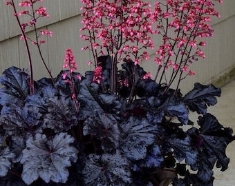 BLACK Taffeta Heuchera with Pink Flowers Perennial Live Plant Summer Spring Flower FULL Sun