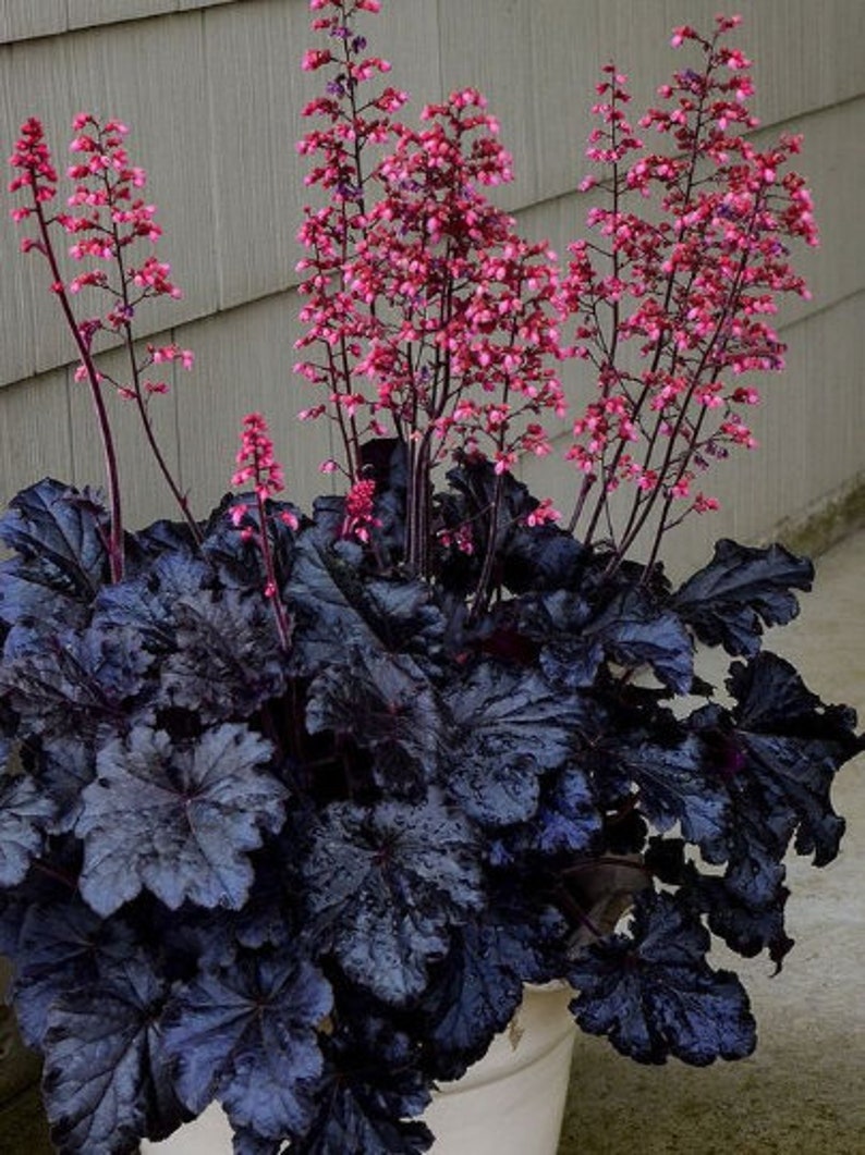 BLACK Taffeta Heuchera with Pink Flowers Perennial Live Plant Summer Spring Flower FULL Sun image 1