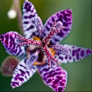 Blue Wonder Toad Lily Flower Bulb - Stunning Easy To Grow Perennial Flower - Deer Resistant & Naturalizes In Your Garden