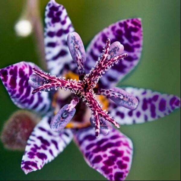 Toad Lily Plant Etsy
