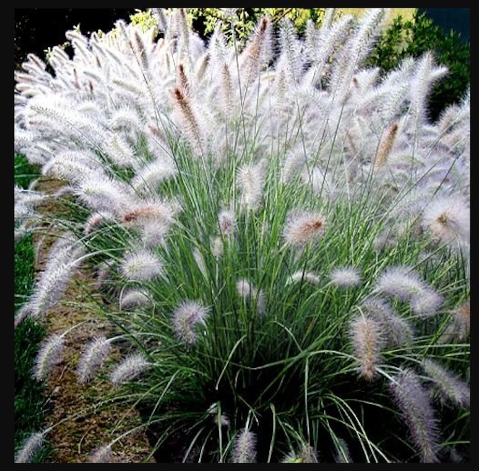 PRE-ORDER SALE - Big White Fountain Grass Tall Bunny - Etsy