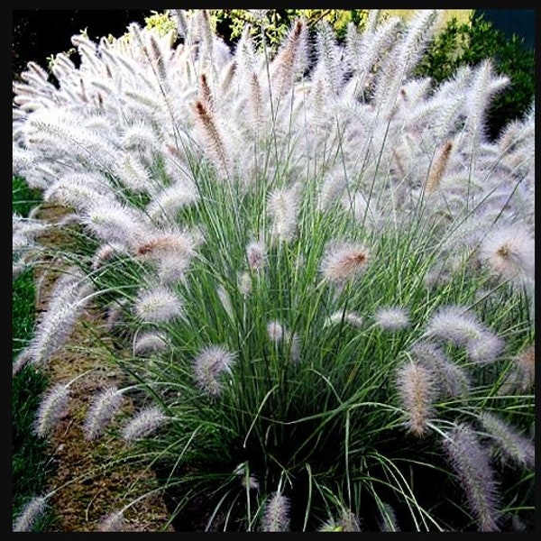 Big White Fountain Grass Pennisetum Bunny Tails Perennial Ornamental 1 Live Plant Clumping