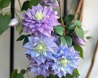 Blue Light Double Clematis Venosa Flowers Vines Climbing Plants Starter Plant (Live Plants)