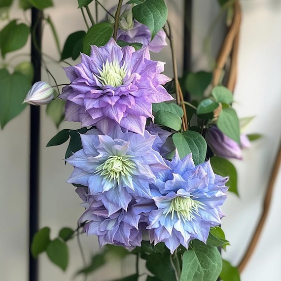 Blue Light Double Clematis Venosa Flowers Vines Climbing Plants Starter Plant (Live Plants)