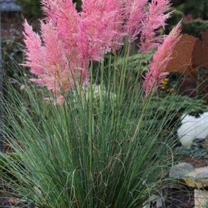 May include: A vibrant bush of pink pampas grass with feathery plumes. The pink plumes are clustered atop tall, green stalks, contrasting with the long, slender, green blades of grass below. The plant is set against a backdrop of green foliage.