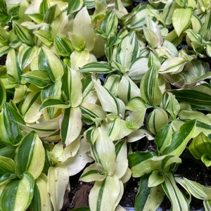 3 Cuttings Tradescantia fluminensis variegata House Plants Live Plant Wandering Jew Houseplants Rare image 3