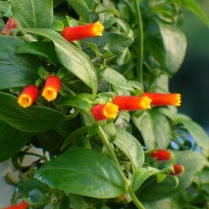 Candy Corn Vine Firecracker Vine Manettia luteo Live Plants image 2