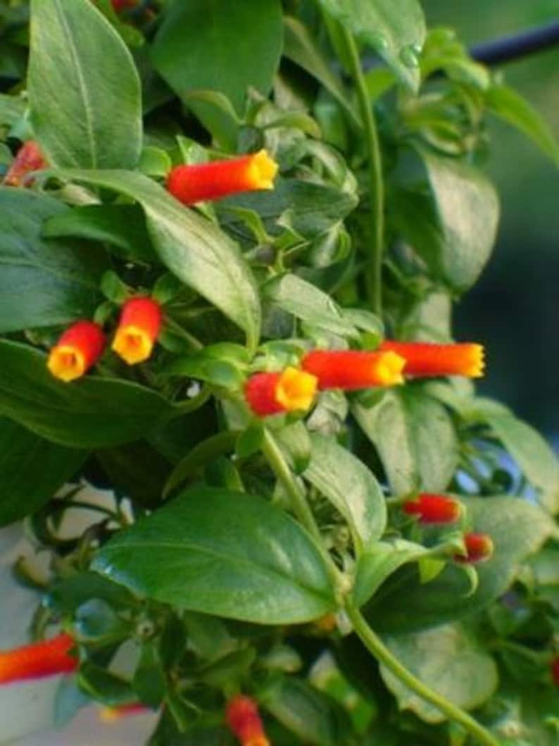 Candy Corn Vine Firecracker Vine Manettia luteo Live Plants image 2