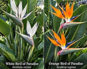 GET BOTH - White & Orange Bird of Paradise Houseplants