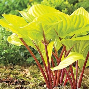 May include: A cluster of bright yellow hosta plants with red stems growing in a garden setting.