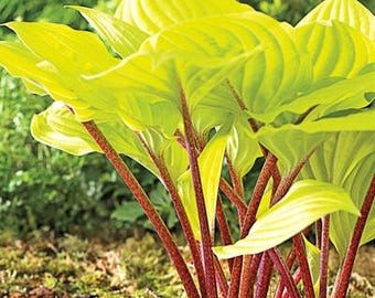 PRE-ORDER SALE - Hosta Fire Island Live Plant Perennial