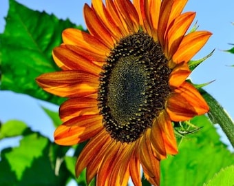 Sunflower Seeds Terracotta Beauty Flowers Organic Flower Seed USA Grown (25)