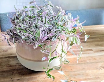 Lavender Fluminensis Variegated Tradescantia House Plants Live Plant potted 2.5" x 4" inch pots