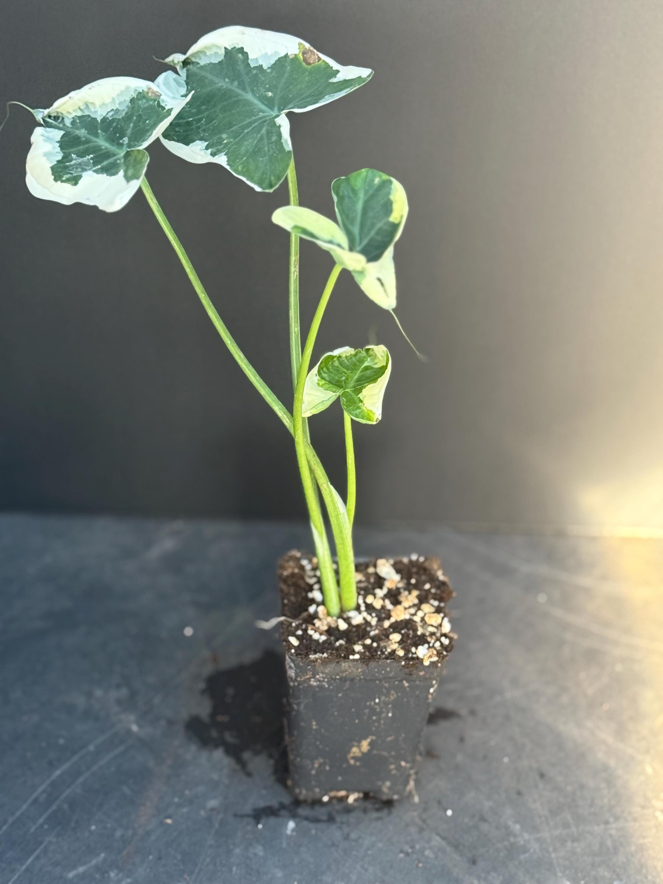 Variegated Stingray Alocasia Mickey Mouse Xanthosoma Variegata