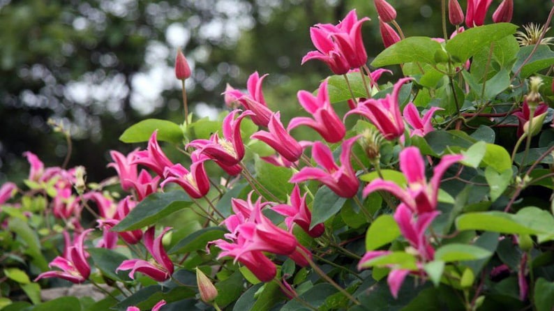 SerenityGrounds Princess Diana Texensis Clematis - Thumbnail 2