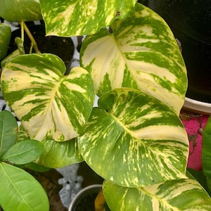 May include: Close-up of a vibrant pothos plant with large, heart-shaped leaves. The leaves display a striking pattern of green and creamy yellow variegation. The plant is in a white pot, showcasing its lush foliage.