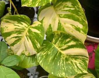 golden pothos for sale Pothos Golden (Epipremnum aureum) – In Succulent Love