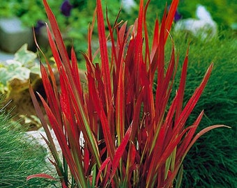 PRE-ORDER SALE - Red Baron Imperata cylindrica Perennial Ornamental Japanese Blood Grass 1 Live Plant Bold Rare