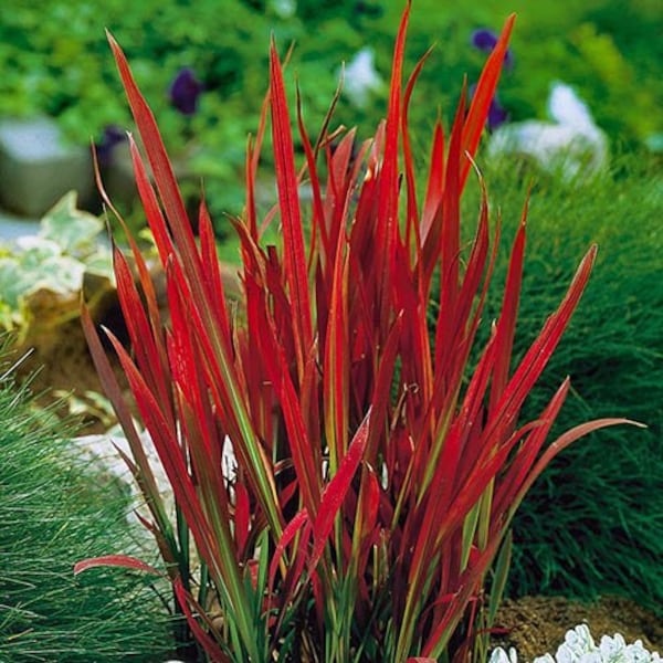 PRE-ORDER SALE - Red Baron Imperata cylindrica Perennial Ornamental Japanese Blood Grass 1 Live Plant Bold Rare