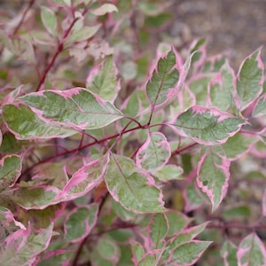 May include: Close-up of a plant with green leaves with pink edges. The leaves are variegated with pink and green.