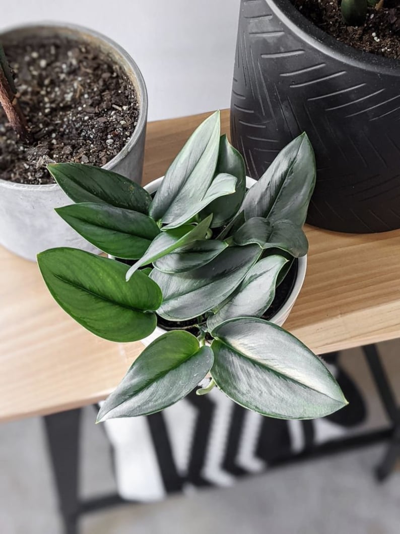 Rare Plants Sterling Silver Pothos Cuttings Houseplant Live Etsy