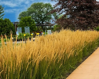 PRE-ORDER SALE - Karl Foerster Fountain Grass Pennisetum Perennial Ornamental 1 Live Plant Clumping