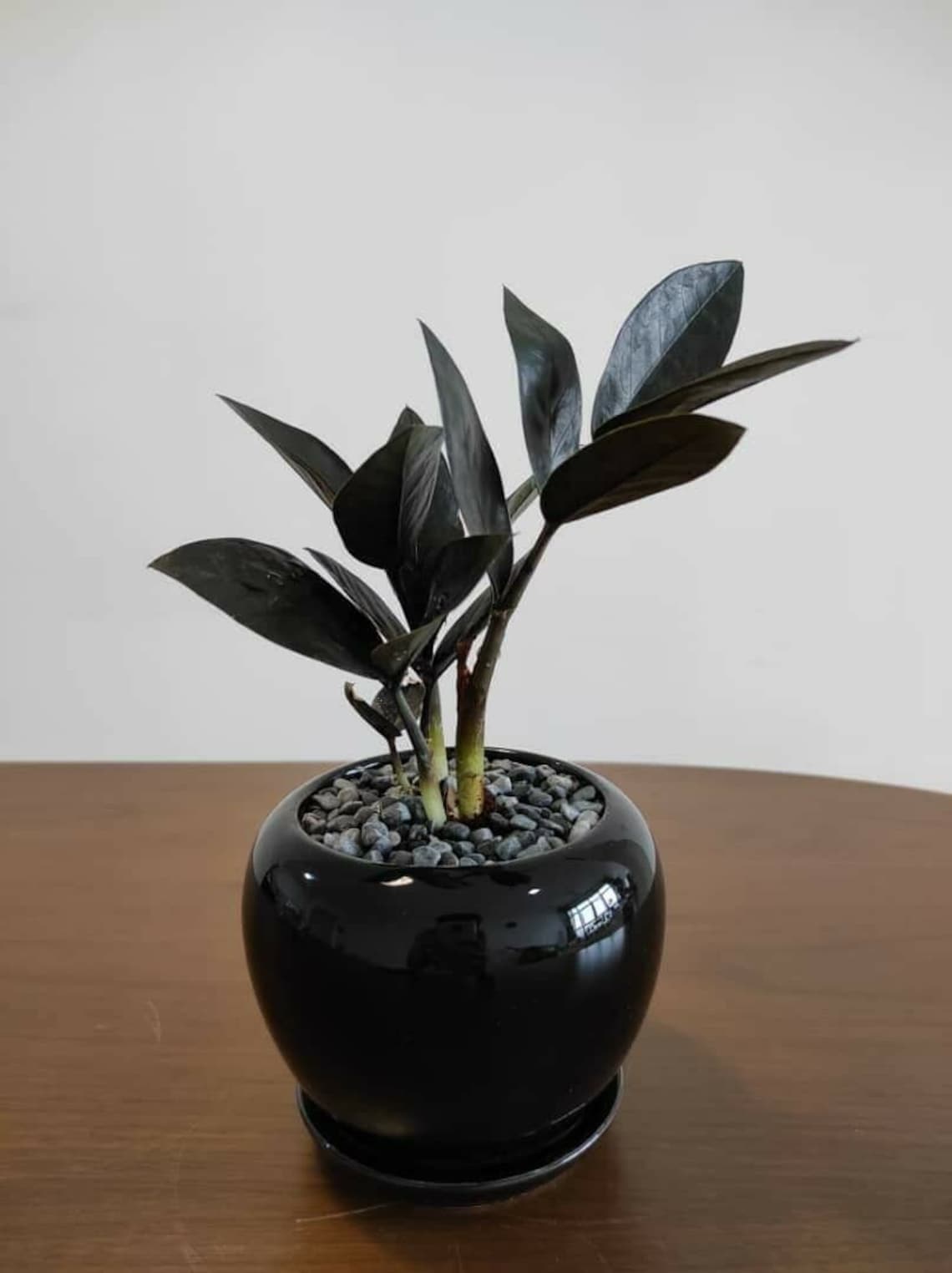 Black ZZ Plant Houseplants Live Plants Rare House Plant True Etsy