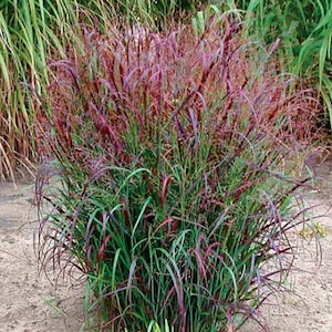 Red Switch Grass Panicum Tall Grows 4' Feet Perennial Ornamental 1 Live Plant Clumping