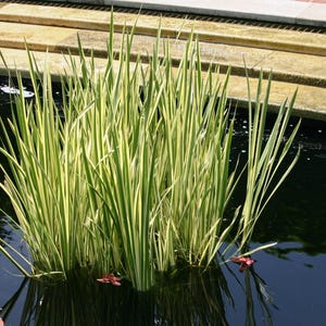 PRE-Order Sale - Sweet Flag Grass Acorus Variegatus - Swamps Ponds Bogs Water Plant