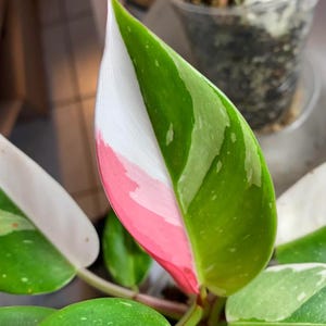 White Princess Philodendron House plants Rare Live Plant Exotic