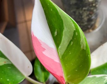 PRE-ORDER SALE - White Princess Philodendron House plants Rare Live Plant Exotic