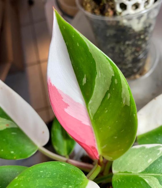 PRE-ORDER SALE - White Princess Philodendron House Plants Rare Live Plant  Exotic - Etsy