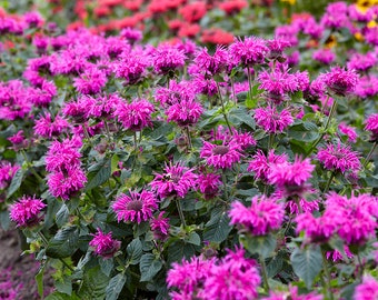 3 Pack Bee Balm Bee You Bee Free Live Plant Flowers Perennial zone 4-9 USA Seller Full Sun Part Shade