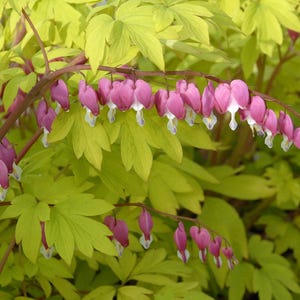 May include: Close-up of a flowering plant with heart-shaped pink and white flowers hanging from arching stems. The flowers are set against a backdrop of bright yellow-green leaves, creating a vibrant contrast. The plant is in full bloom.