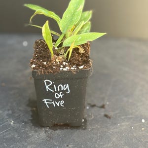 Puede incluir: Una peque&ntilde;a planta verde en maceta en una maceta negra. La maceta tiene una etiqueta blanca que dice "Ring of Fire".