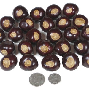 Buckeyes from Ohio Nut Trees Organic Flower Seed USA Grown Pick Your Count