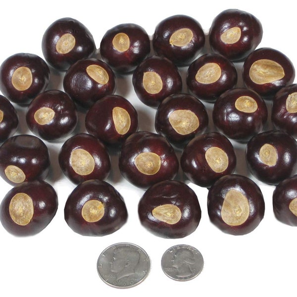 Buckeyes from Ohio Nut Trees Organic Flower Seed USA Grown Pick Your Count