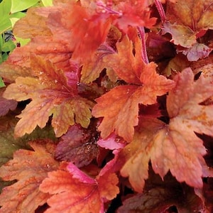 May include: Close-up of Heuchera plant foliage. The leaves are a mix of orange, red, and burgundy hues, with a textured surface. The plant has a lush, full appearance, with multiple leaves visible. The image is well-lit, highlighting the colors and details of the foliage.