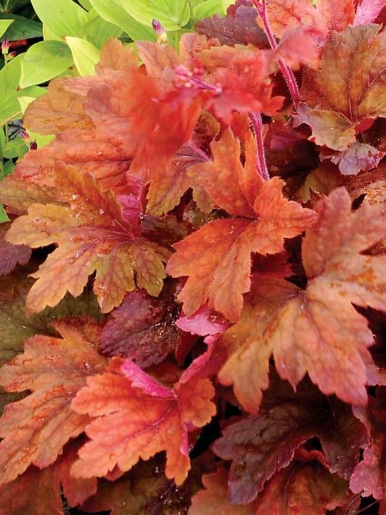 May include: Close-up of Heuchera plant foliage. The leaves are a mix of orange, red, and burgundy hues, with a textured surface. The plant has a lush, full appearance, with multiple leaves visible. The image is well-lit, highlighting the colors and details of the foliage.