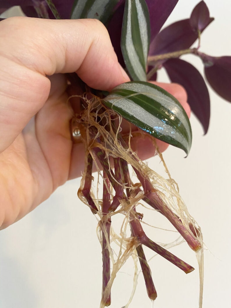 Tradescantia Zebrina Boutures Plantes d'intérieur Plantes vivantes Plantes d'intérieur Bourgogne Juif errant pouce image 3