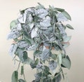 SUPER SALE Pothos Silver Exotica Houseplant Live Plant Rare House Plants