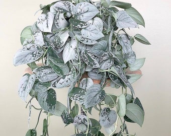 Pothos Silver Exotica Houseplant Live Plant Rare House Plants