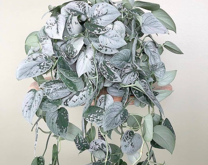 SUPER SALE - Pothos Silver Exotica Houseplant Live Plant Rare House Plants
